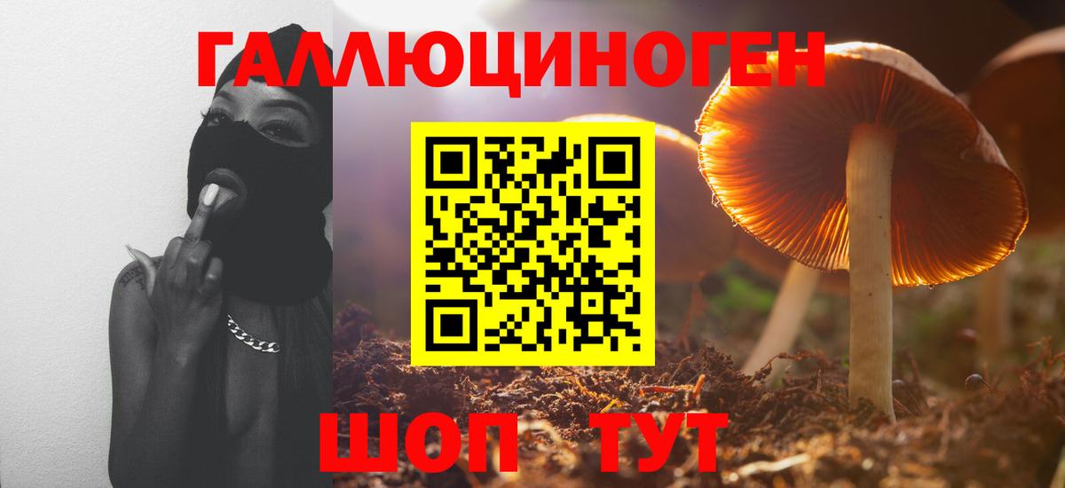 Волхов  Псилоцибиновые грибы Psilocybe  Псилоцибиновые грибы мицелий  Вход с VPN 